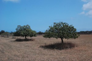 Imatge del camp de Formentera