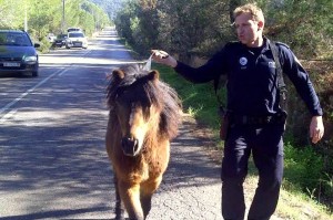 Un agente traslada al animal por la carretera. Foto: Ibiza Producciones