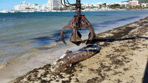 El cuerpo del tiburón fue retirado por ka empresa de limpieza FCC. Foto: Ayuntamiento de Sant Antoni.