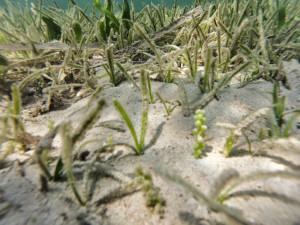 La posidonia degradada de Talamanca junto a especies invasoras. Foto: GEN