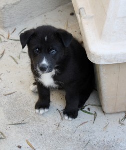 Una de las mascotas ayudadas por la nueva asociación. 