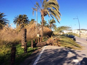 Una imagen de la palmera caída en la avenida de Santa Eulària que obstaculizaba el tráfico.