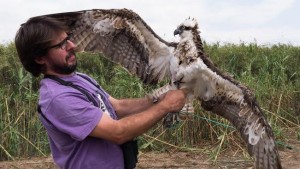 L'àguila peixatera que ha tornat a Mallorca. Foto: Ara Balears