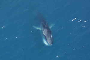 Imagen aérea de un rorcual común.  Foto: Wikipedia - Dominio Público