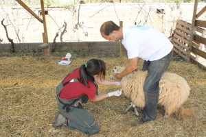 Una veterinaria de SEMILLA lleva el control en una finca de ovinos.