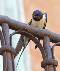 Foto: Golondrina Común / Swallow / Hirundo Rustica por Víctor (Flickr)