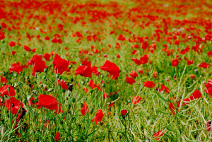 Foto:  'To the Poppies and beyond [Explored]' de Vincent Brassinne (Flickr)