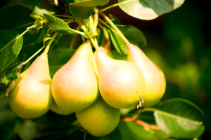 Ramillete de peras limoneras. Foto: 'Pears' de Unuplusunu (Wikipedia)