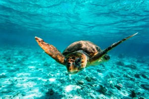 Las tortugas bobas son una de las especies marinas en peligro de extinción.