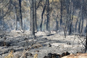 La zona forestal afectada por las llamas.