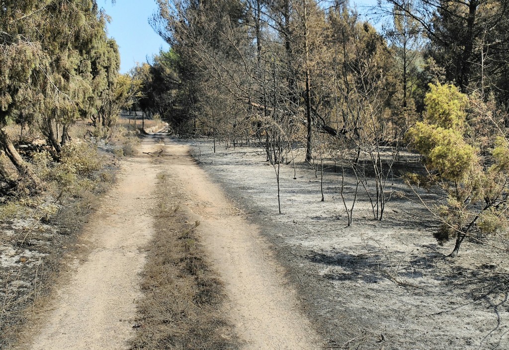 Imagen de la zona boscosa quemada por el incendio. Foto: D.V.