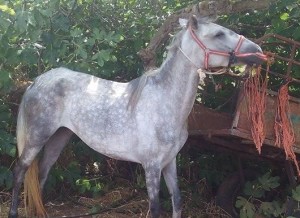 Uno de los caballos atado en corto a un carro en una fotografía tomada por una de las denunciantes.