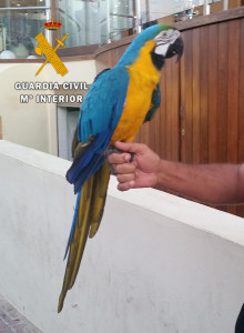 El Guacamayo utilizado para actividades lucrativas. en Sant Antoni. 