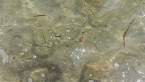 Las heces flotanto este mediodía en las aguas de la bahía de Talamanca. 