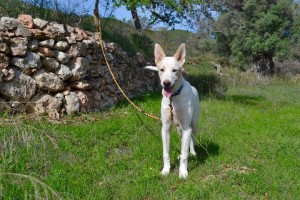 Uno de los perros que se encuentran en sa Coma.