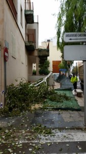 Uno de los árboles que ha caído en la Avinguda Isidoro Macabich.