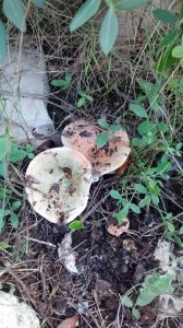 Un redolet de (tres) pebrassos trobats a la darreria d’octubre d’enguany en un bosc eivissenc. Foto: Joan-Albert Ribas