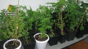 Varias macetas de marihuana encontradas en la vivienda de Sant Mateu 