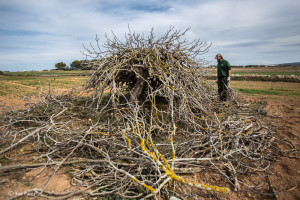 Poda de figueres a Formentera.