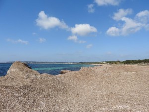 Imatge de les bermes de posidonia a Es Ca Marí