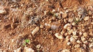 Una imagen del mortero enterrado en la tierra que fue detonado este viernes en la zona de Forada.