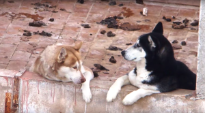 Dos de los huskies siberianos rodeados por sus propios excrementos en una terraza de Sa Penya.