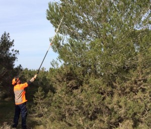 Un dels técnics treballa en la lluita contra la processionària del pi.