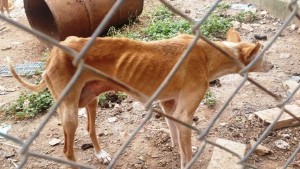 Imagen de archivo de un perro en evidente estado de desnutrición.