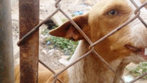 Los animales tienen las orejas llenas de garrapatas.