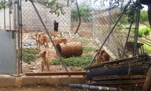 Una imagen del estado de abandono de los perros en un terreno en Sant Antoni. Fotos: RqueR