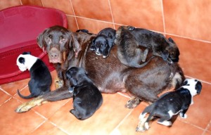 Una de las perras junto a varios cachorros abandonados en Sa Coma. Foto: Facebook