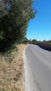 Imagen del Camí Vell de Sant Mateu.