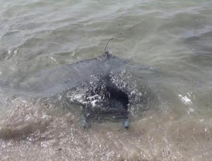 El pez manta había sido rescatado esta mañana en Talamanca.