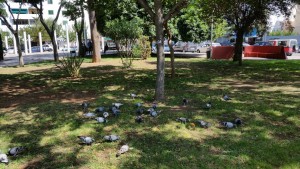 Palomas en el Parque de la Paz.