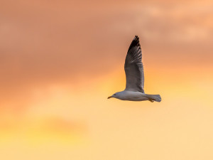 Foto: 'Gaviota' de David Álvarez López (Flickr)