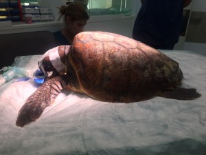 La tortuga fue trasladada a Palma para su recuperación.