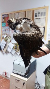 Imagen del águila rescatada en Sant Antoni.