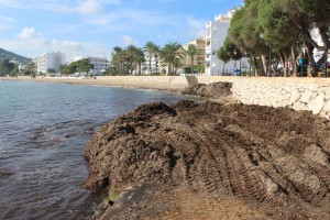 Posidonia en la playa de Santa Eulària.